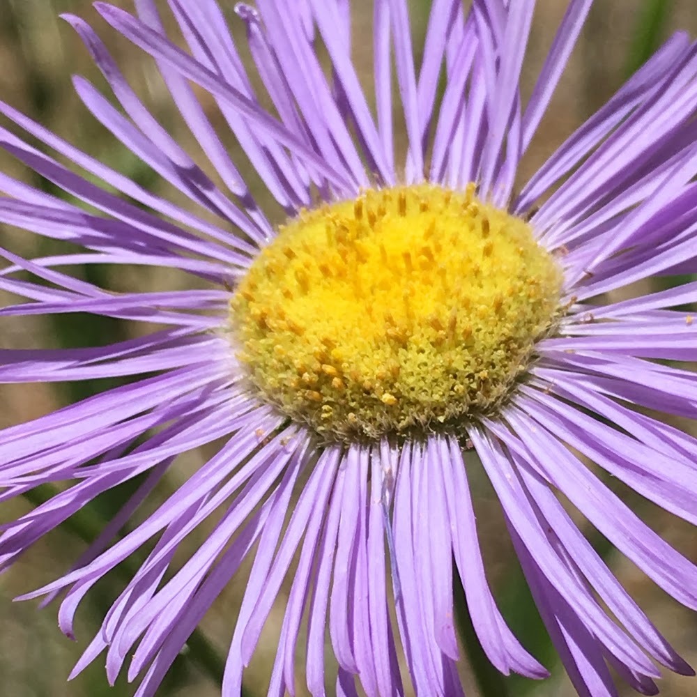 Meet your Posher, Naomi